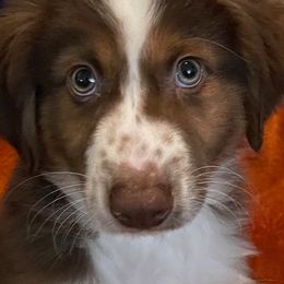 Miniature Australian Shepherds and Toy Australian Shepherds from 2e Ranch