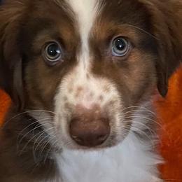 Miniature Australian Shepherds and Toy Australian Shepherds from 2e Ranch
