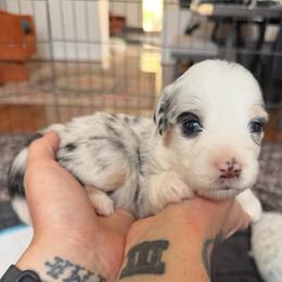 Cloud - Blue merle female Miniature American Shepherd puppy in Phoenix, Arizona from Outlaw Minis
