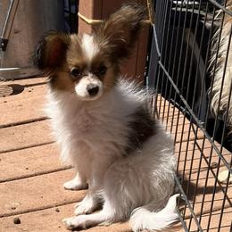 Redwood - Red white and sable male Papillon puppy in Show Low, Arizona from Coppertone Papillons