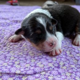 Daisy - Black tri female Miniature American Shepherd puppy in Iota, Louisiana from Southern L Aussies