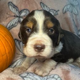 Reese's - Liver white and roan male English Springer Spaniel puppy in Coeur D'alene, Idaho from Springer Hollow