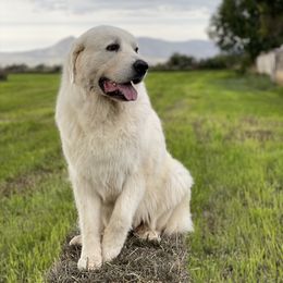 Yukina - Great Pyrenees