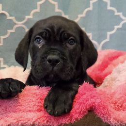 Cane Corso from Dale Diessner