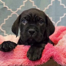 Cane Corso from Dale Diessner