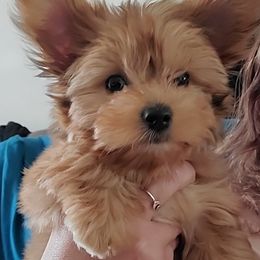 Phoebe - Merle female Yorkipoo puppy in Cottageville, South Carolina from Mandy's Yorkie's , Yorkiepoo's & Maltipoo's