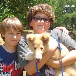 Collie Puppies from SHOWBOAT COLLIES