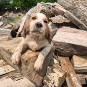 Boy 1 - Orange belton male English Setter puppy in Potosi, Wisconsin from Point and Flush Gun Dogs