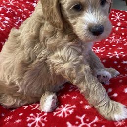 Goldendoodles from Valentine’s Mini Goldendoodles