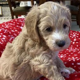 Goldendoodles from Valentine’s Mini Goldendoodles