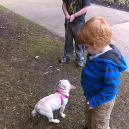 French Bulldog Puppies from Frenchie Farm Abode