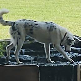 Border Collie All Grown Up from Mccurry Farms