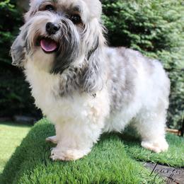 Gabby - Havanese