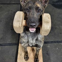 War - Dutch Shepherd