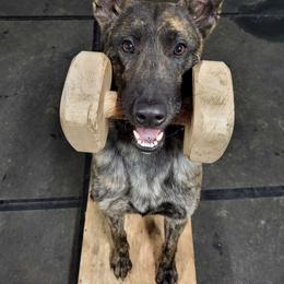 War - Dutch Shepherd