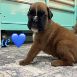 Boxer Puppies from Round 3 Boxers