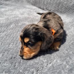 Leroy - Dapple male Dachshund puppy in Lake Dallas, Texas from 2L Dachshunds