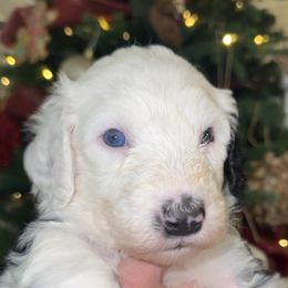 Dark purple collar - Black and white female Sheepadoodle puppy in Mesa, Arizona from Desert Sheepies and Doodles