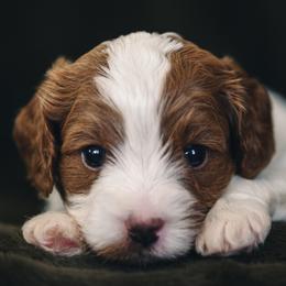Spike - Red male Cavapoo puppy in Kalamazoo, Michigan from Sleeping Bear Kennels