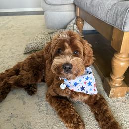 Finn - Australian Labradoodle