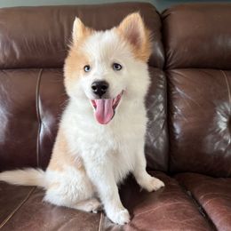 Apollo - Red and white male Pomsky puppy in Ravena, New York from Osiris’s Siberians & Pomskies