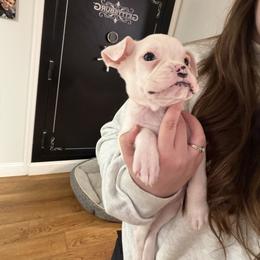 Girl 3 - White female Boxer puppy in Prestonsburg, Kentucky from Bre’s Boxers
