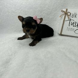 White Chest Female - Black and tan female Yorkshire Terrier puppy in Georgia from Nalley Kennels
