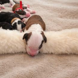 Trinity - Brown and white female Sheepadoodle puppy in Rocky Point, North Carolina from CelticDoods