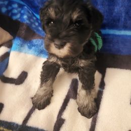 Miniature Schnauzer Puppies from Findell Kennel