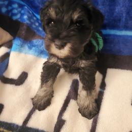 Miniature Schnauzer Puppies from Findell Kennel