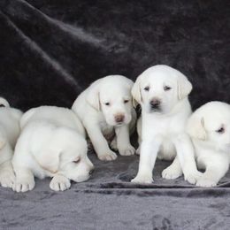 Labrador Retriever puppies from Clark’s Loyal Labradors