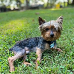 Benji - Yorkshire Terrier