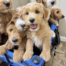Goldendoodle Puppies from Darling Doodles
