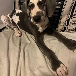 Great Dane Puppies from Dana's Danes
