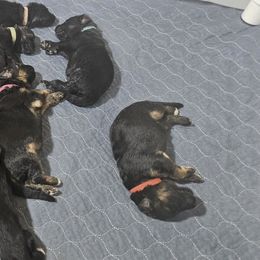 Mr Grey and Black - Black male German Shepherd puppy in Newaygo, Michigan from Sterley Shepherds