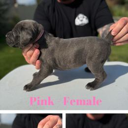 Pink Collar - Gray brindle female Cane Corso puppy in Herriman, Utah from High Country Corsos