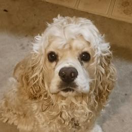 Clyde - Cocker Spaniel