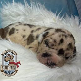 Prince Derek - Harlequin male Great Dane puppy in White City, Kansas from Southwind Great Danes