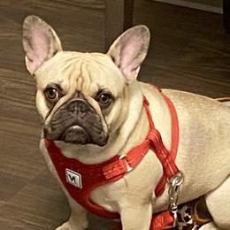 Goldie - French Bulldog