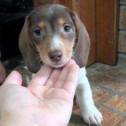 Brownie - Chocolate and cream female Dachshund puppy in Brantley, Alabama from Lindsey's Puppies