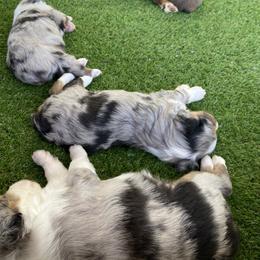Miniature Australian Shepherd Puppies from Bar C Aussies