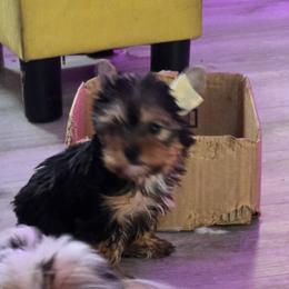 Penny - Black and gold female Yorkshire Terrier puppy in Royse City, Texas from Barbara Richardson