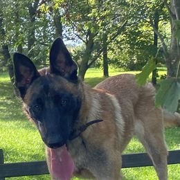 Belgian Malinois All Grown Up from Detto Fatto Malinois