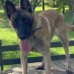 Belgian Malinois All Grown Up from Detto Fatto Malinois