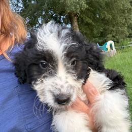 Dakota - Black and white male Aussiedoodle puppy in Four Oaks, North Carolina from RoseWest Farms