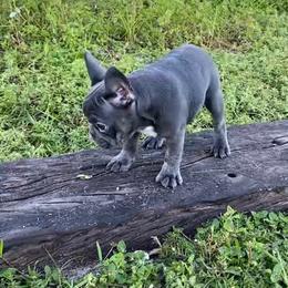 Boxer and French Bulldog Puppies from Beachside Boxers and Frenchies