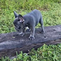 Boxer and French Bulldog Puppies from Beachside Boxers and Frenchies
