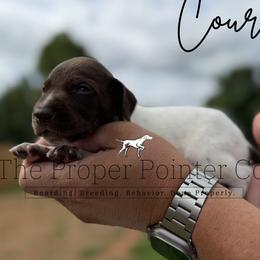 Courage - male German Shorthaired Pointer puppy in Six Mile, South Carolina from The Proper Pointer Co.
