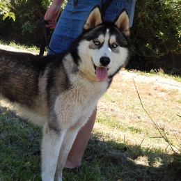 Siberian Huskies from Heather's Pups