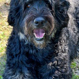 Assorted Doodle Crosses, Aussiedoodles, and Bernedoodles from WestPenn Doodles LLC